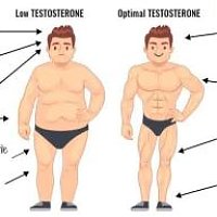 Guide About High and Low Testosterone Level in Men